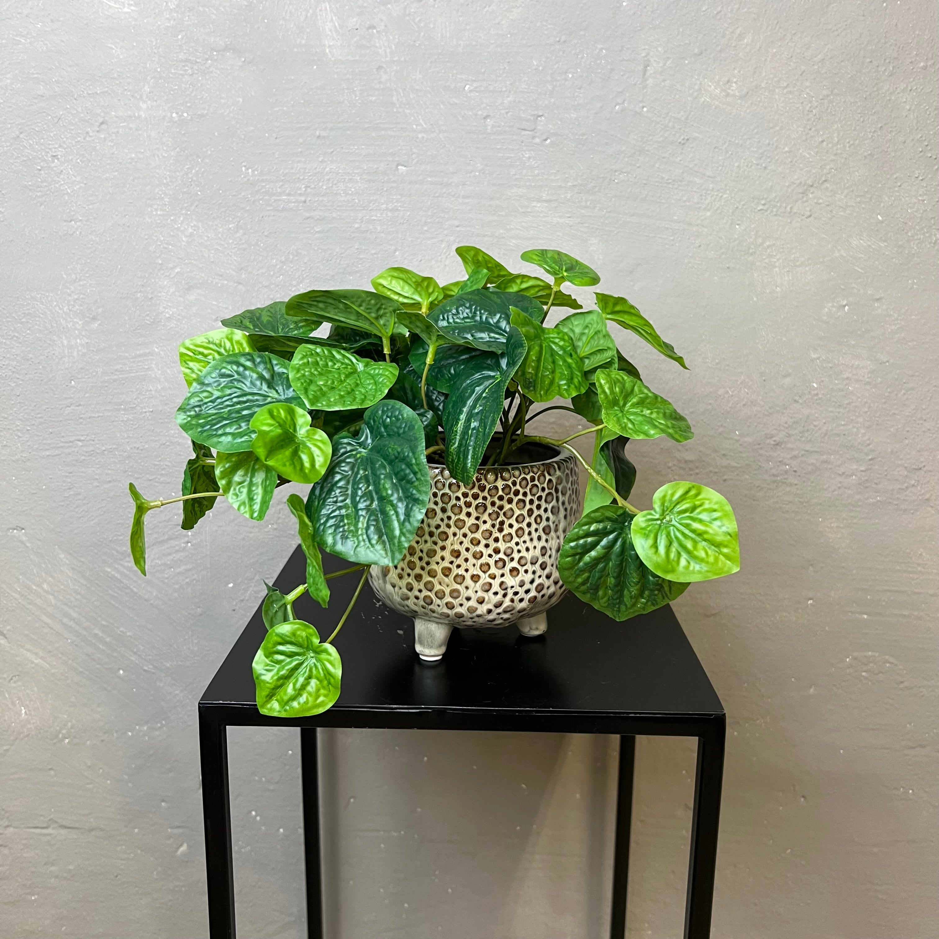 Peperomia
