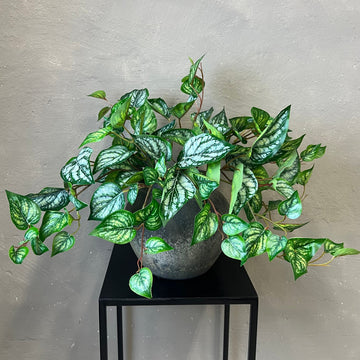 Scindapsus