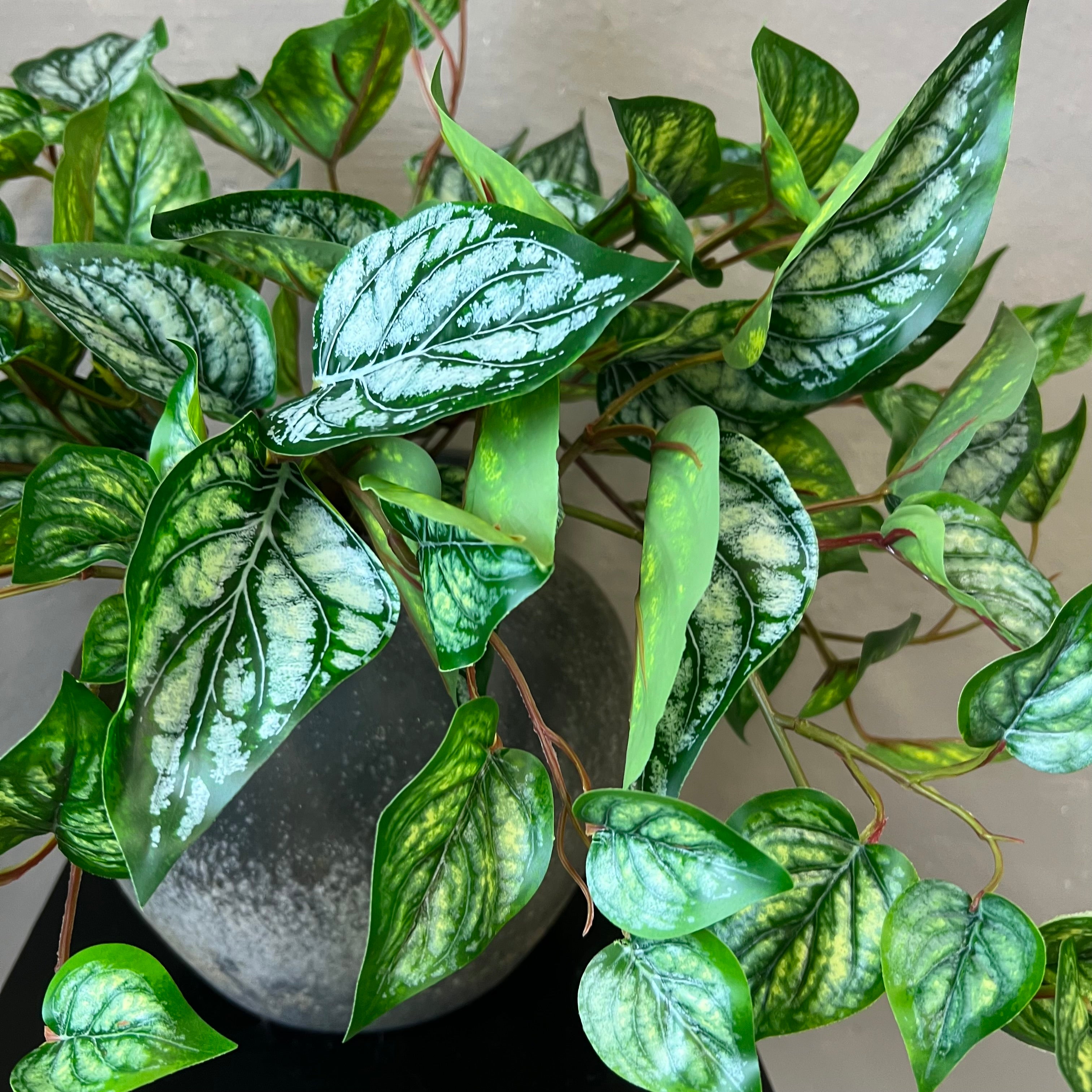 Scindapsus