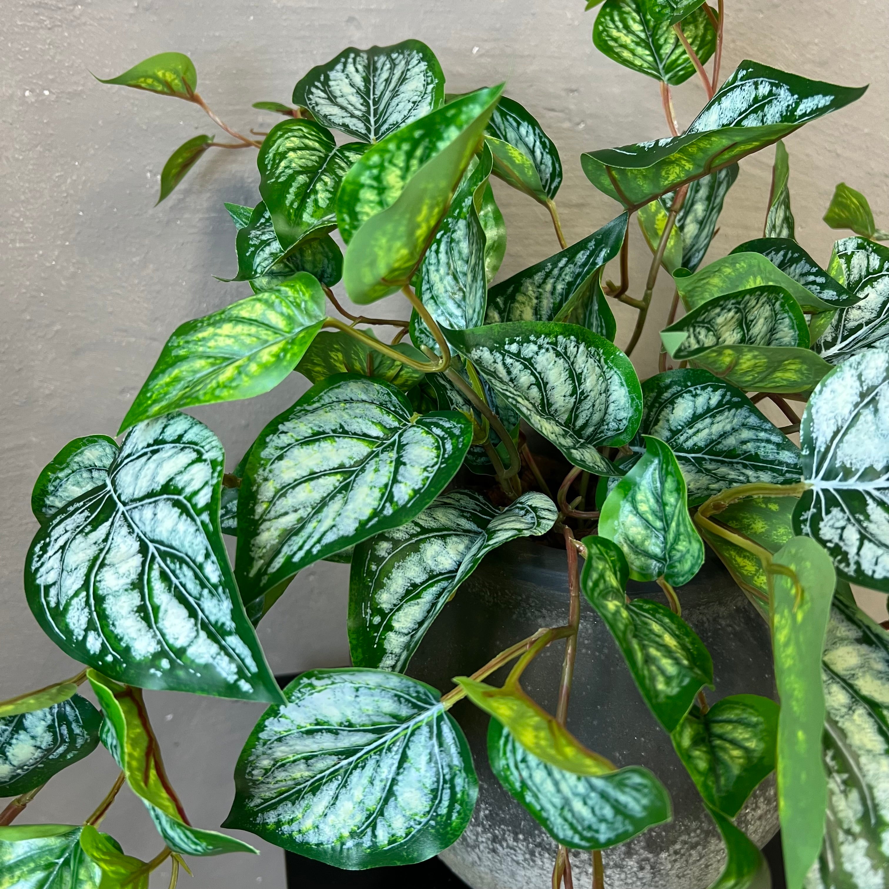 Scindapsus