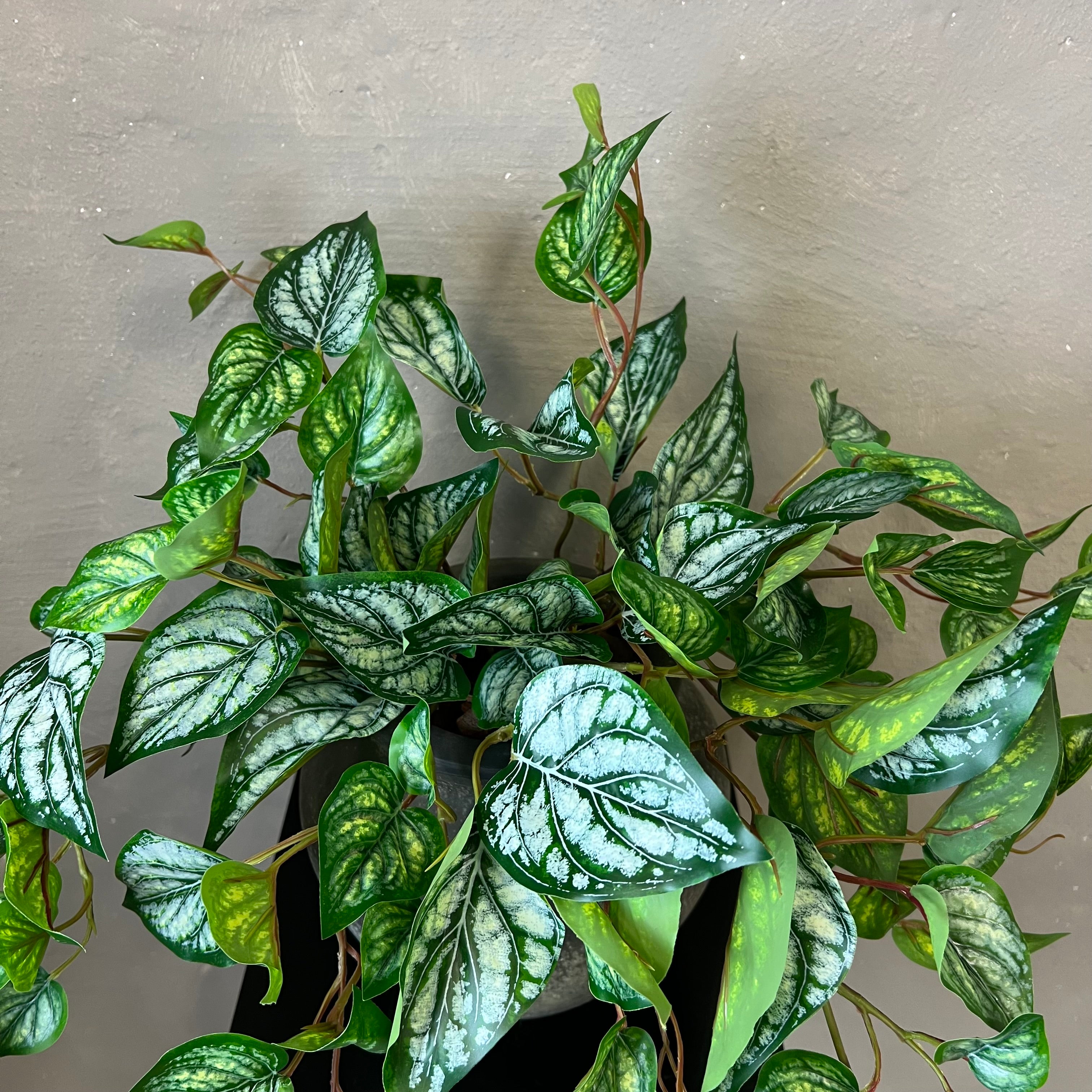 Scindapsus