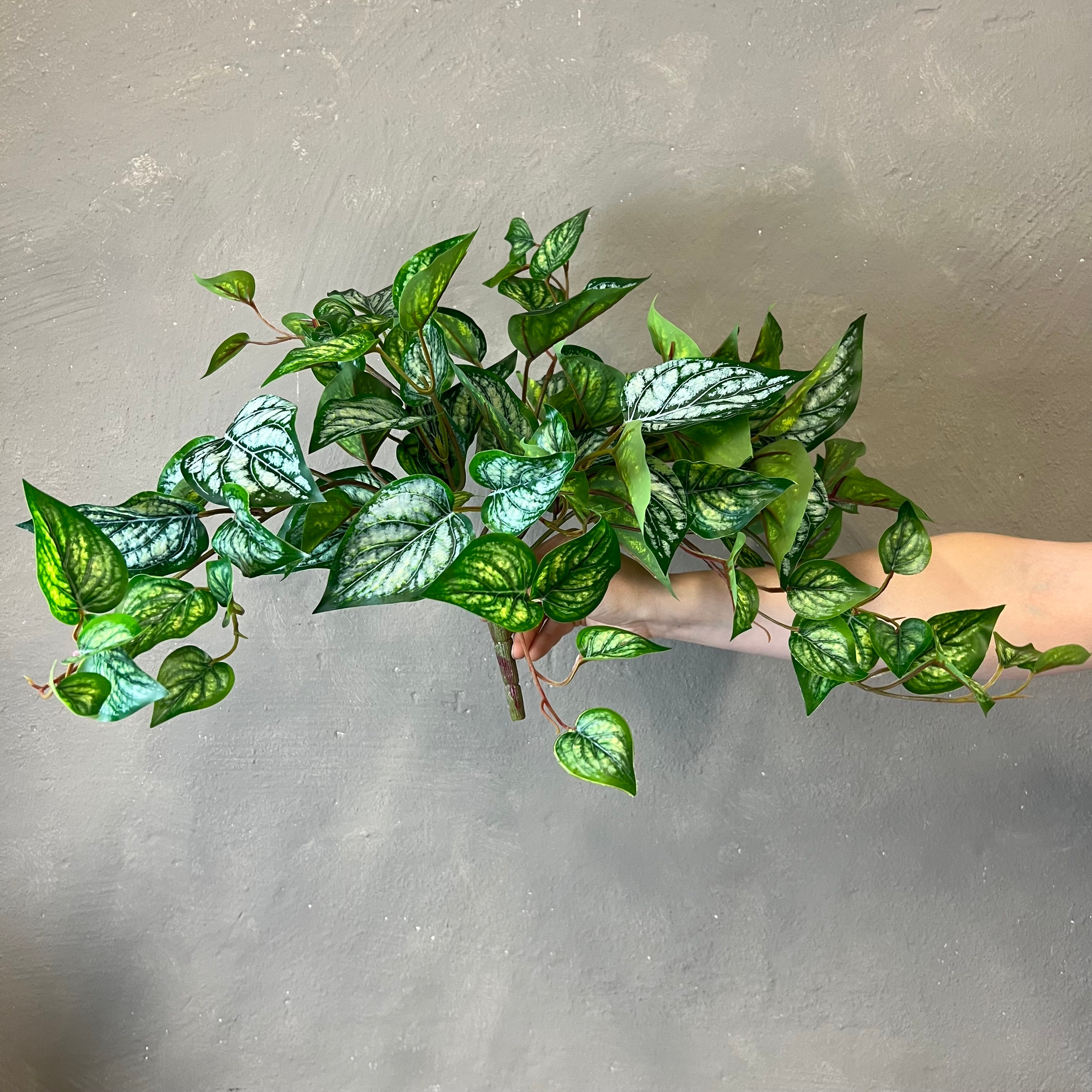 Scindapsus