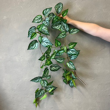 Scindapsus Ranke