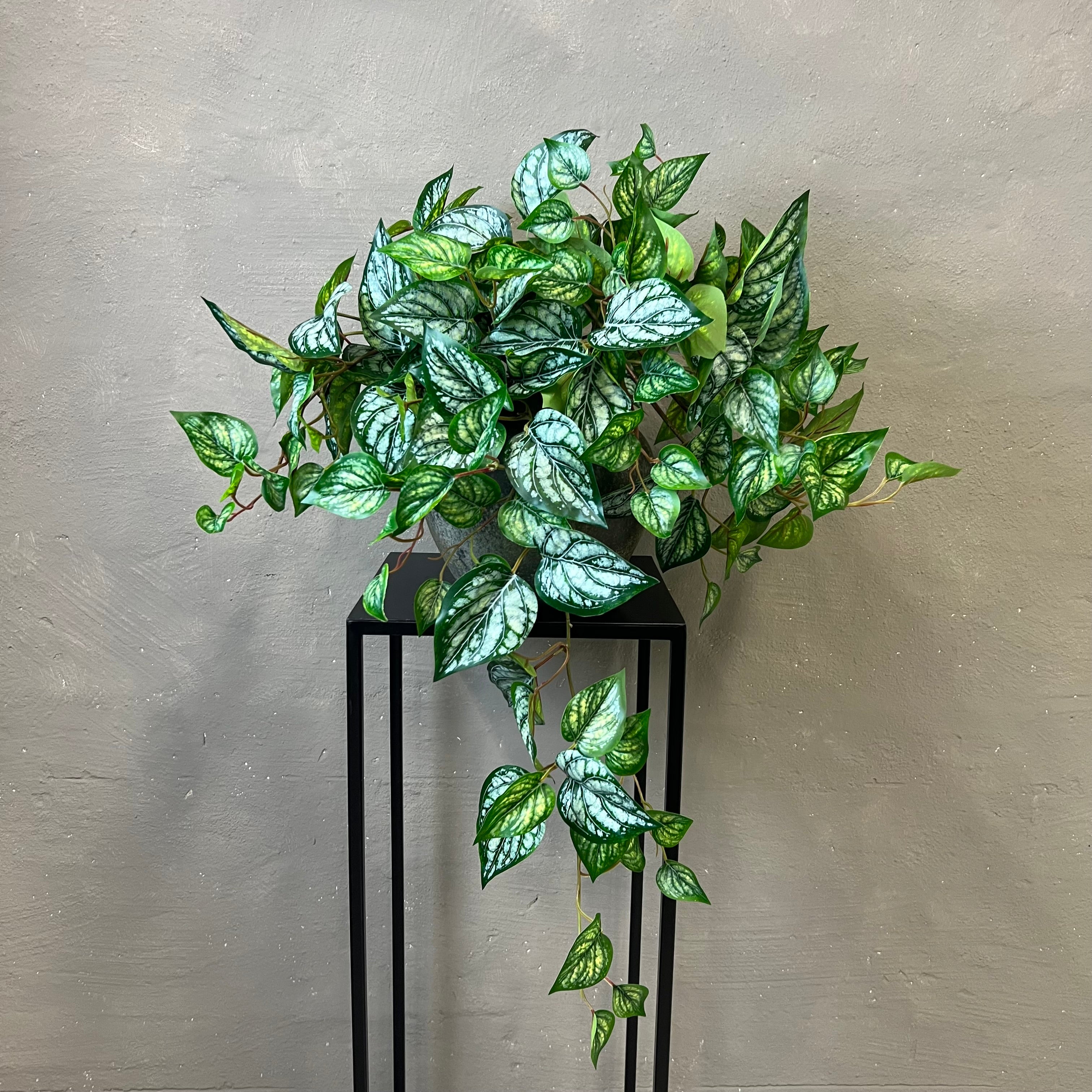 Scindapsus Ranke