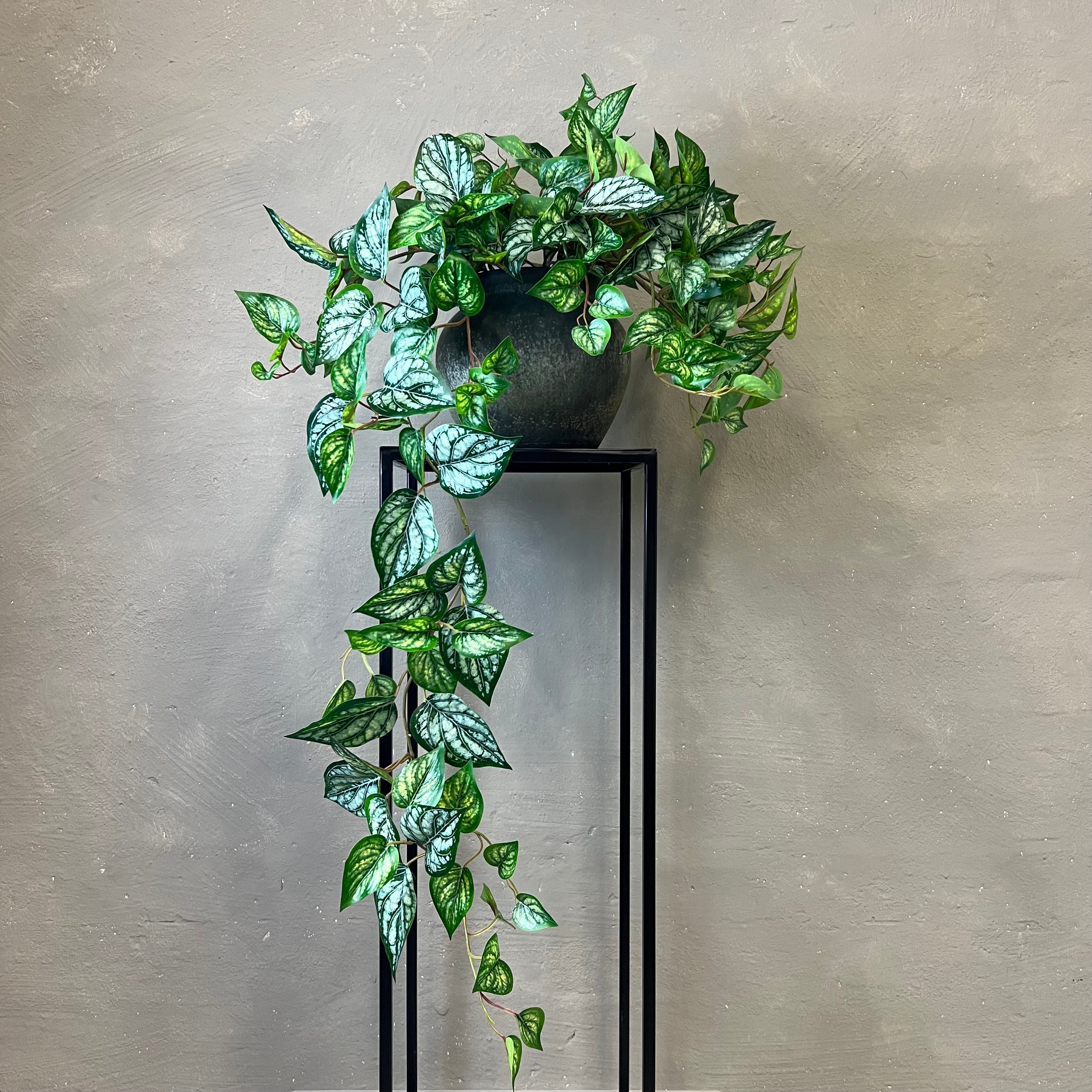 Scindapsus Ranke