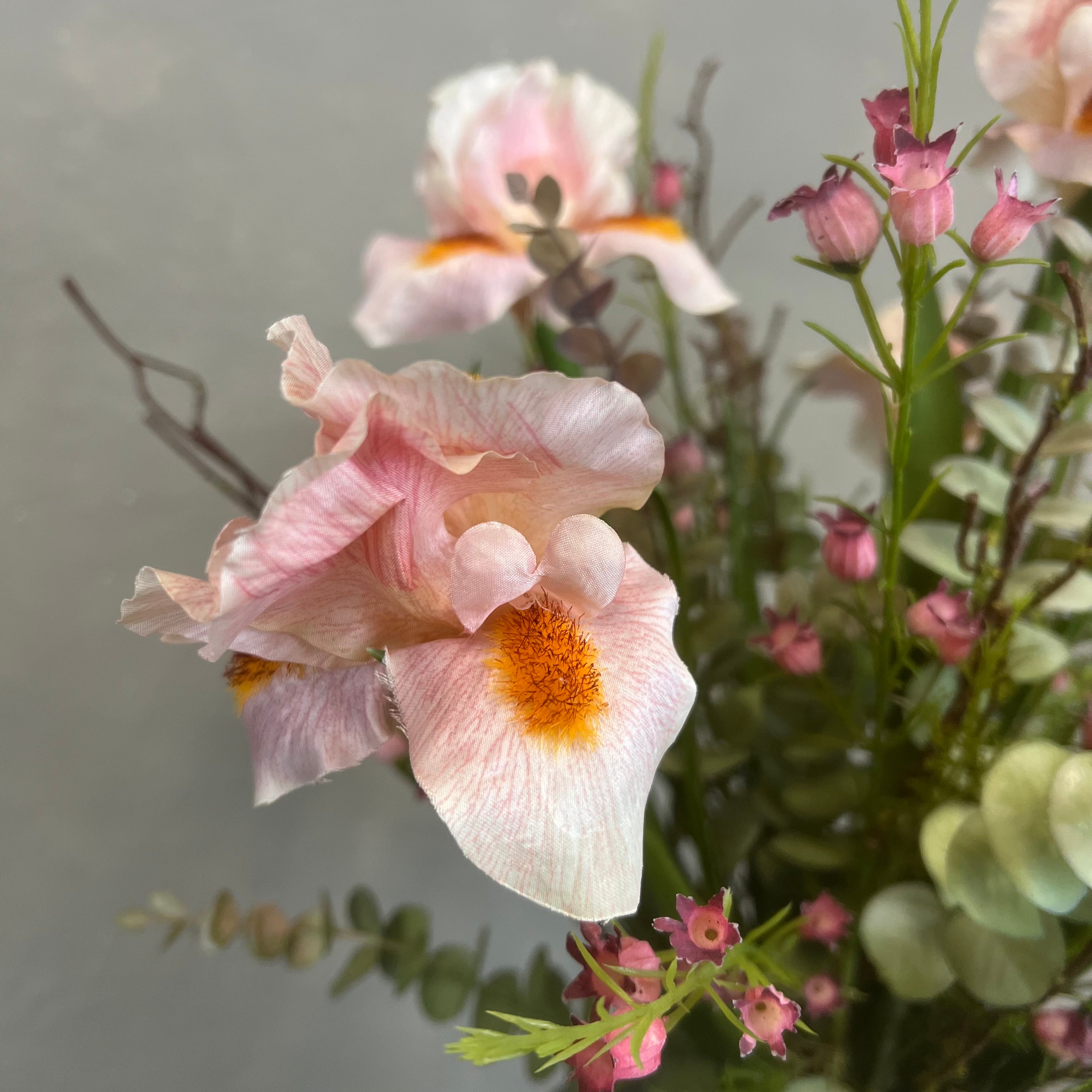 Lyserøde Iris