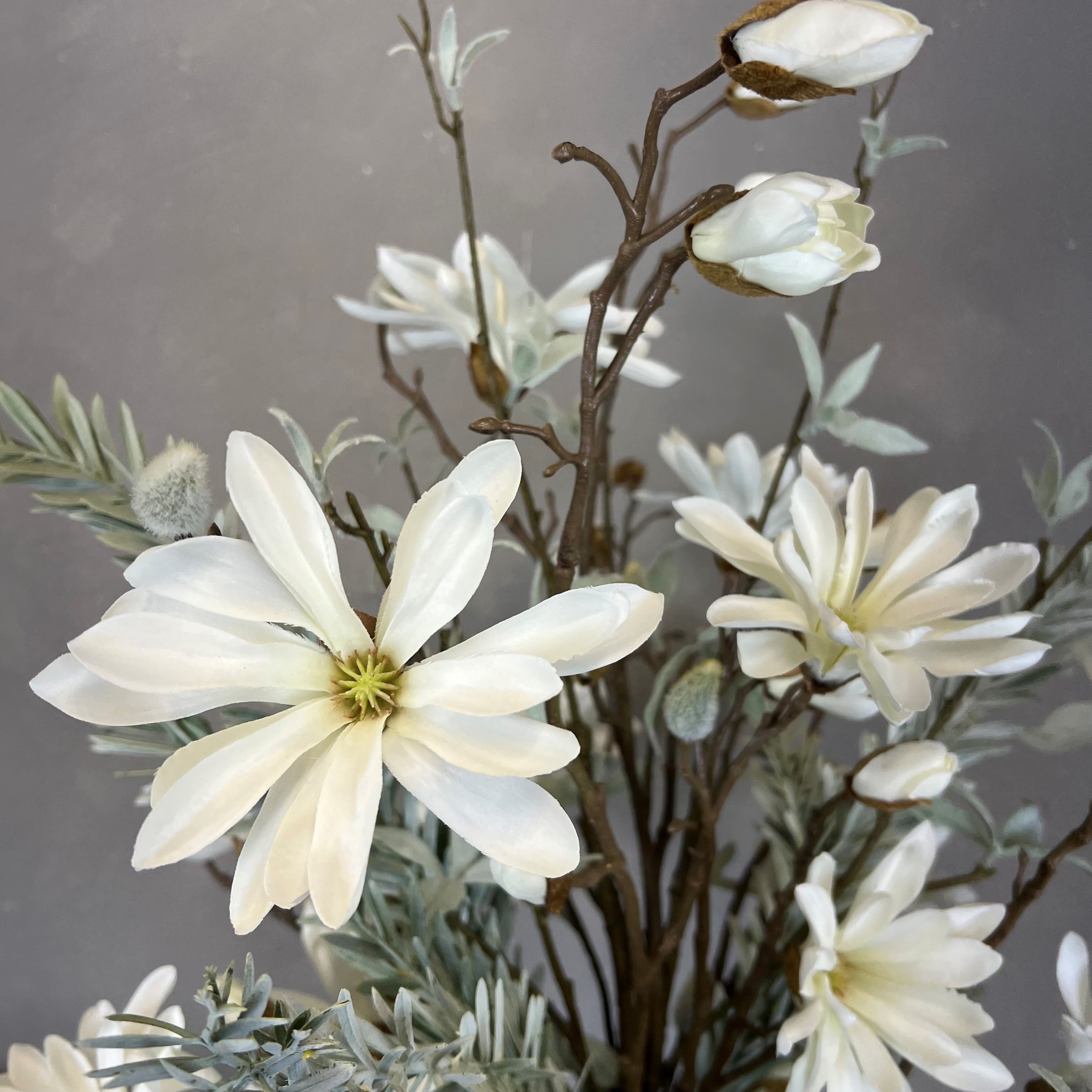Vinterlige Magnolia