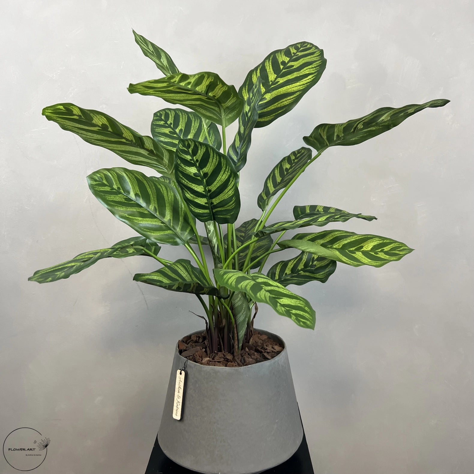 Calathea Makoyana