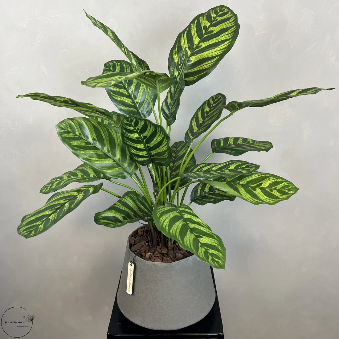 Calathea Makoyana