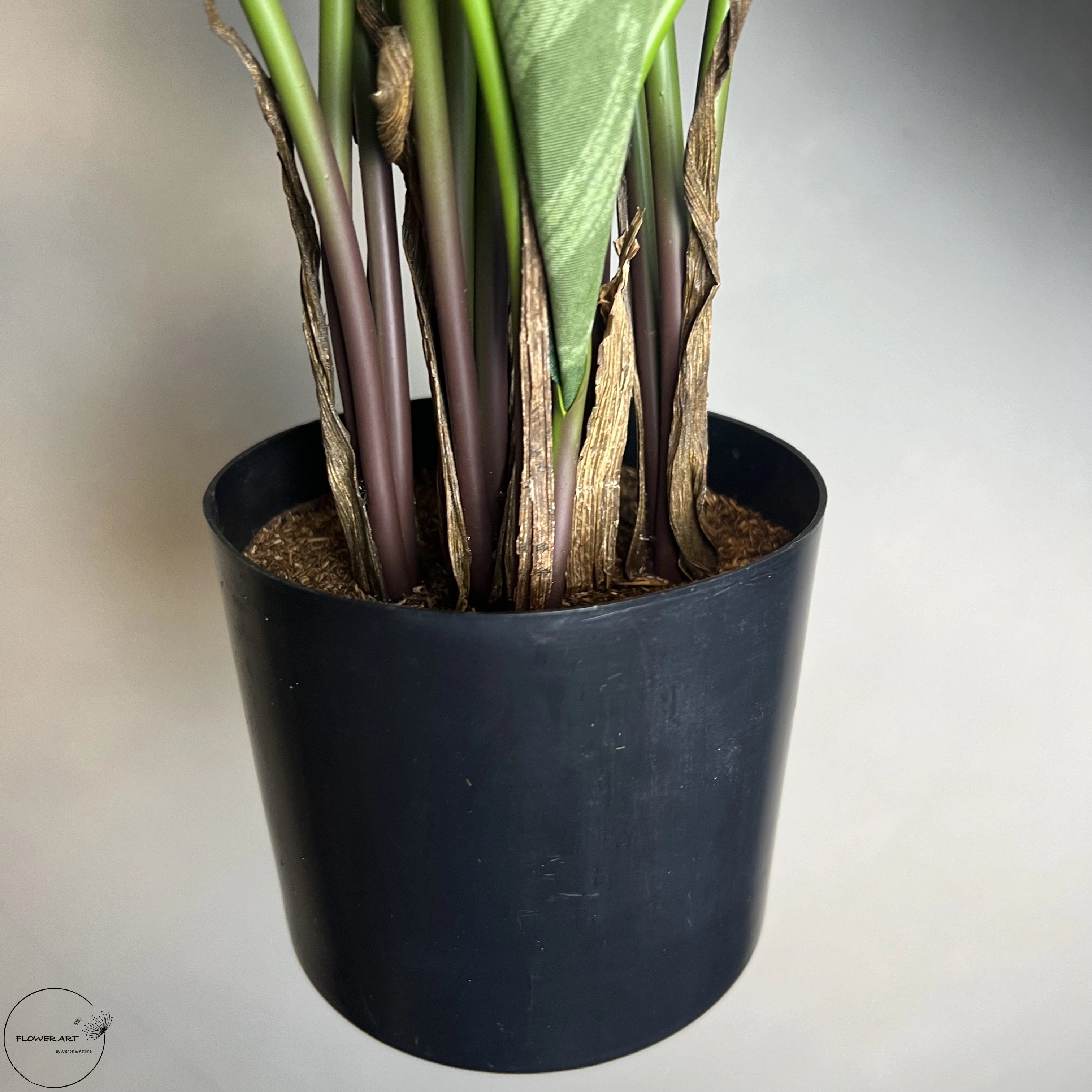 Calathea Makoyana